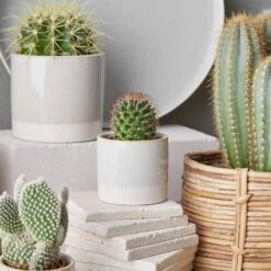 Pot De Fleur EARLY SPRING II -Butlers Verkaufsgeschäft 1000341413 220317 020 MOOD DETAILS P000000001000341413 mood